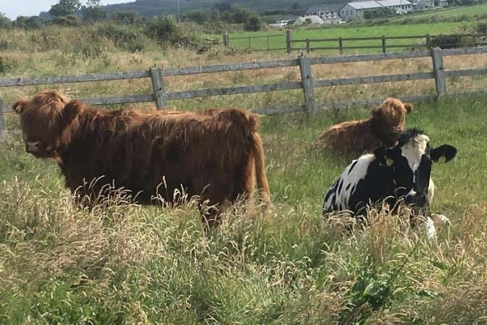 Some of the animals at the Copper Coast Mini Farm in Waterford.